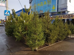 Елка живая Люкс      (шт) - фото 25512 Елка живая Люкс      (шт) - фото 25512