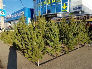 Сосна - фото 25522